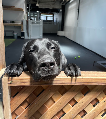 FUReverFUN Dog Care Services, San Francisco