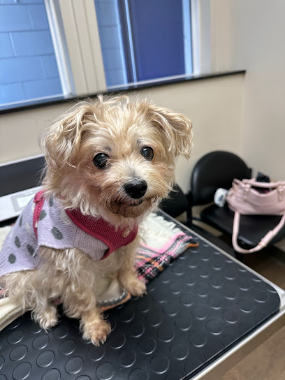 Irving Pet Hospital, San Francisco