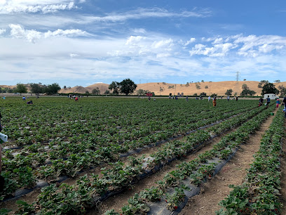 George's Berry Farm, San Francisco