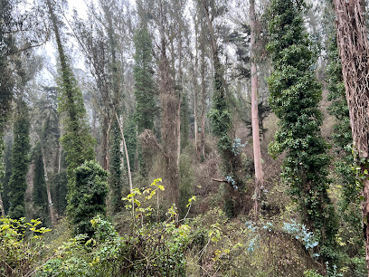 Edgewood Trail, San Francisco