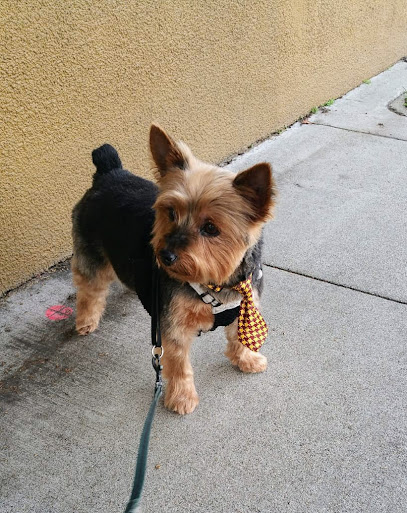 Virginia's Professional Pet Grooming, San Francisco