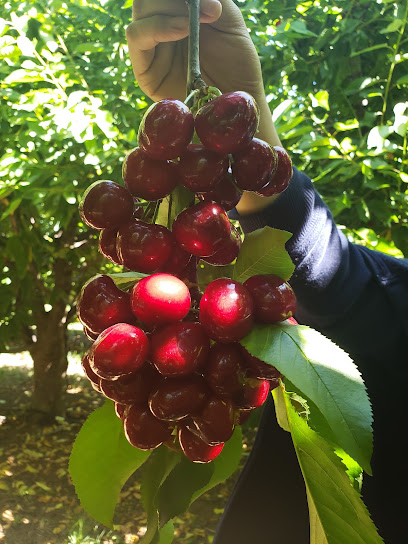 Berry Best Family Farm, San Francisco