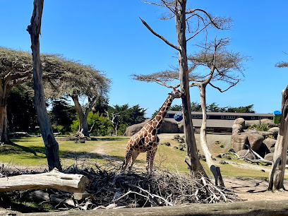 Giraffe Lodge, San Francisco