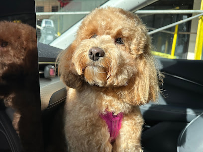 Tilt Pet Spa, San Francisco