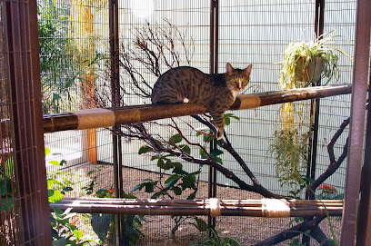 Pet Camp Cat Safari, San Francisco