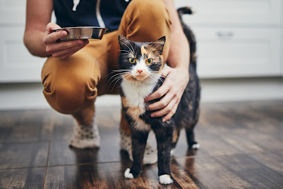The Comforted Kitty, San Francisco