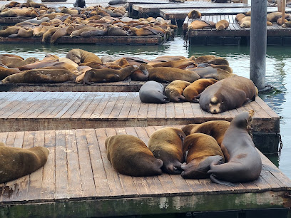 Sea Lion Viewing Area