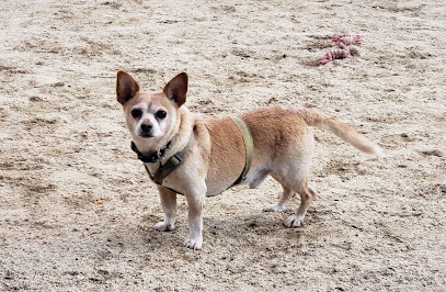 Eureka Valley Dog Play Area, San Francisco