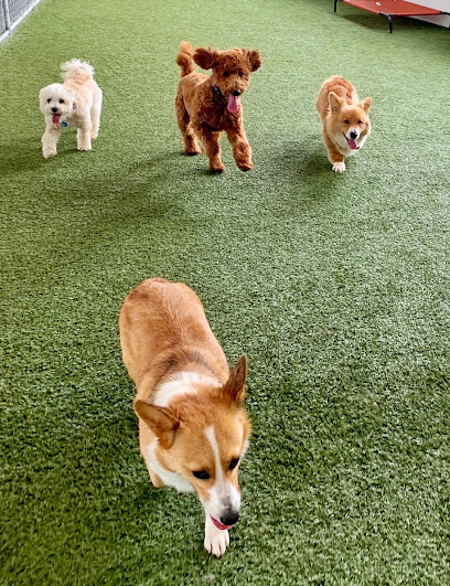 Paws Pet N' Play, San Francisco