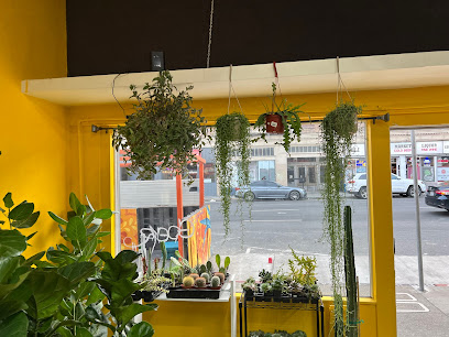Houseplants and Plant Essentials, San Francisco