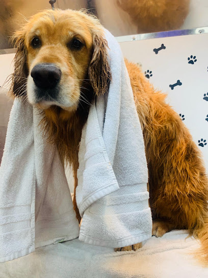 Alpha Grooming Pet Salon, San Francisco