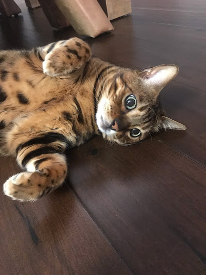 Precious Fur Cat Sitting-San Francisco