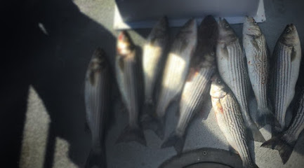 Wild Wave Sportfishing