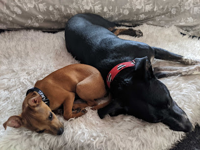 Neighbors Dog Sitting, San Francisco