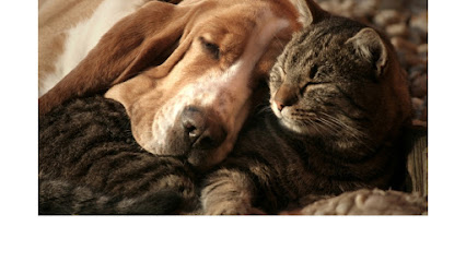 LoLo's San Francisco Pet Sitting