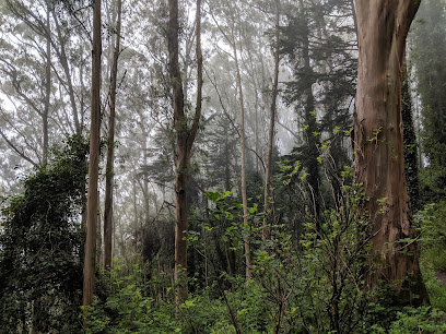 Mount Sutro Open Space Reserve, San Francisco