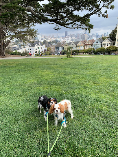 Dog Play Area | Alamo Square, San Francisco