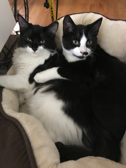 Precious Fur Cat Sitting-East Bay, San Francisco