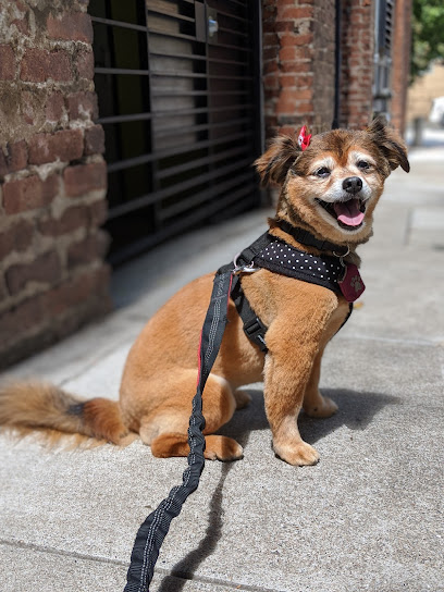 City Dogs, San Francisco