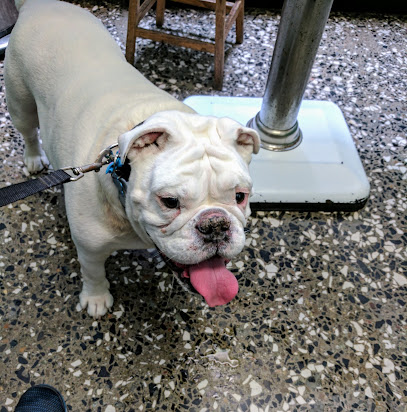 Avenues Pet Hospital, San Francisco
