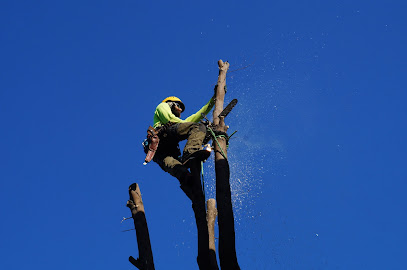 Arborist Now, San Francisco
