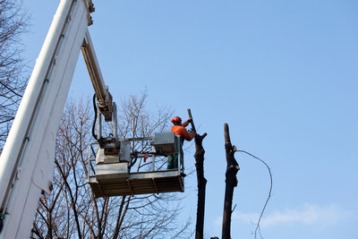 Tree Service South San Francisco