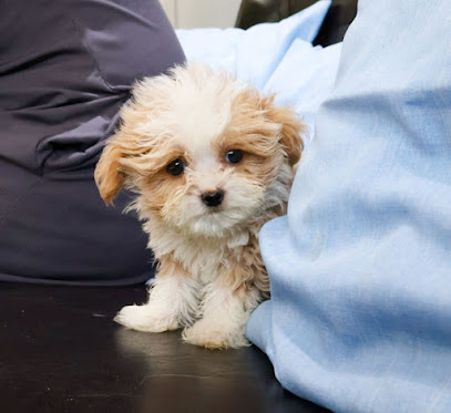 Maltipoo Puppies for sale