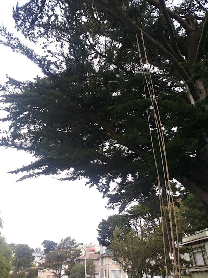 Imperial Tree Removal Service