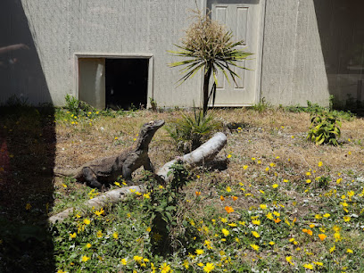 Komodo Dragon