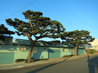 Trees Company, Christopher Altman, Certified Arborist and Tree Service