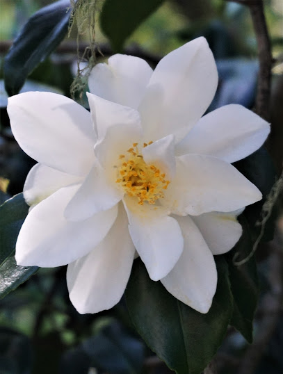 Camellia Garden