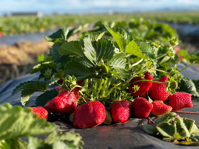 Ah-May’s Strawberry U-Pick