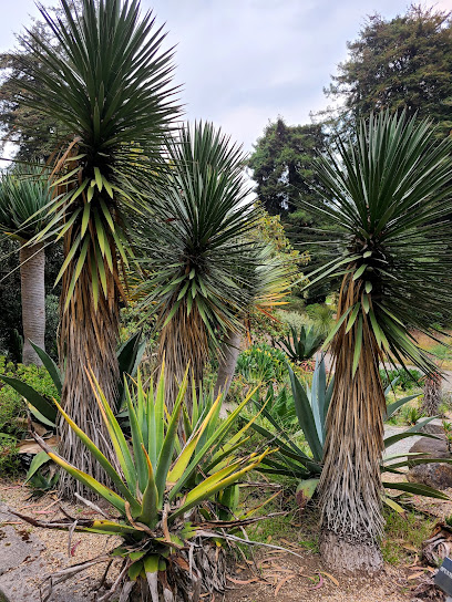 Succulent Garden