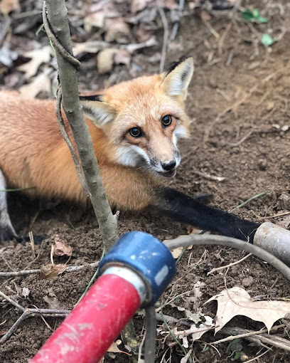 San Francisco Pest Animal Trapping