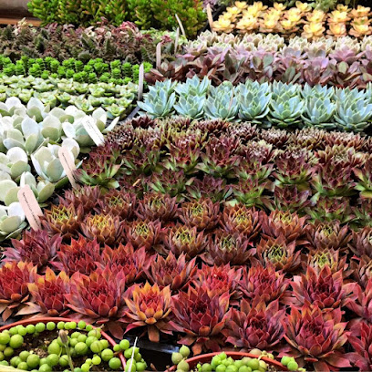 Succulence