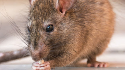 Marin Rat and Rodent