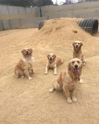 Dogpile Dogs