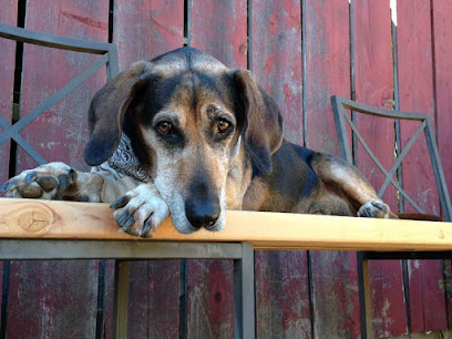 Hang Around Hound