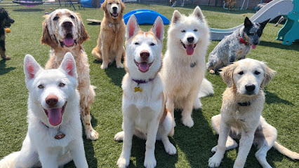 Custom K9 Dog Training & Boarding