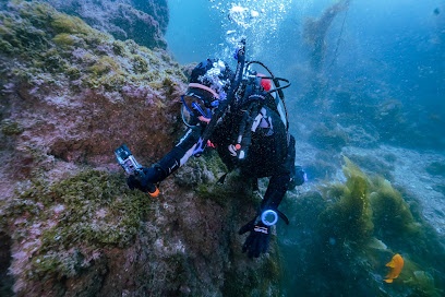 旧金山湾区PADI中英双语潜水教练TP SCUBA diving（加微信）
